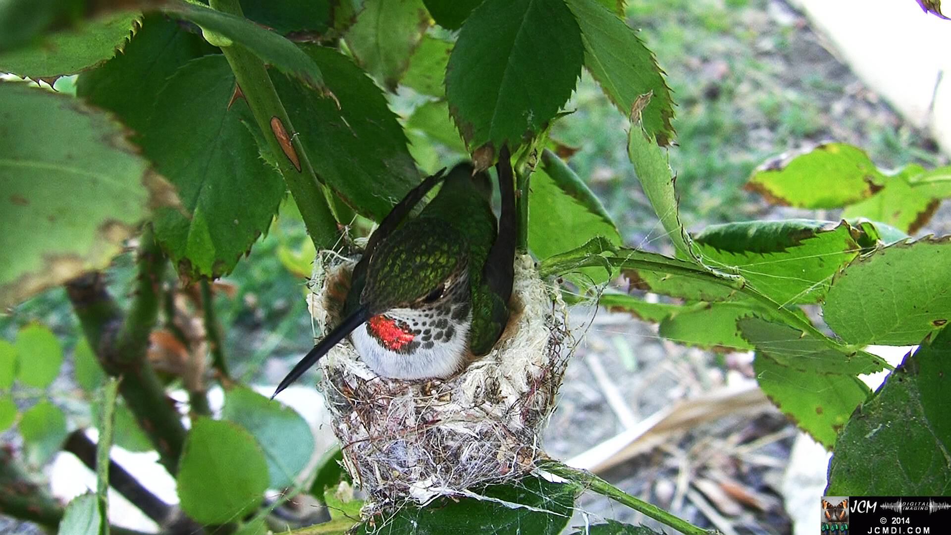Allen's Hummingbird female in nest 